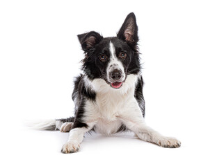 Border collie dog lying down and panting on white background