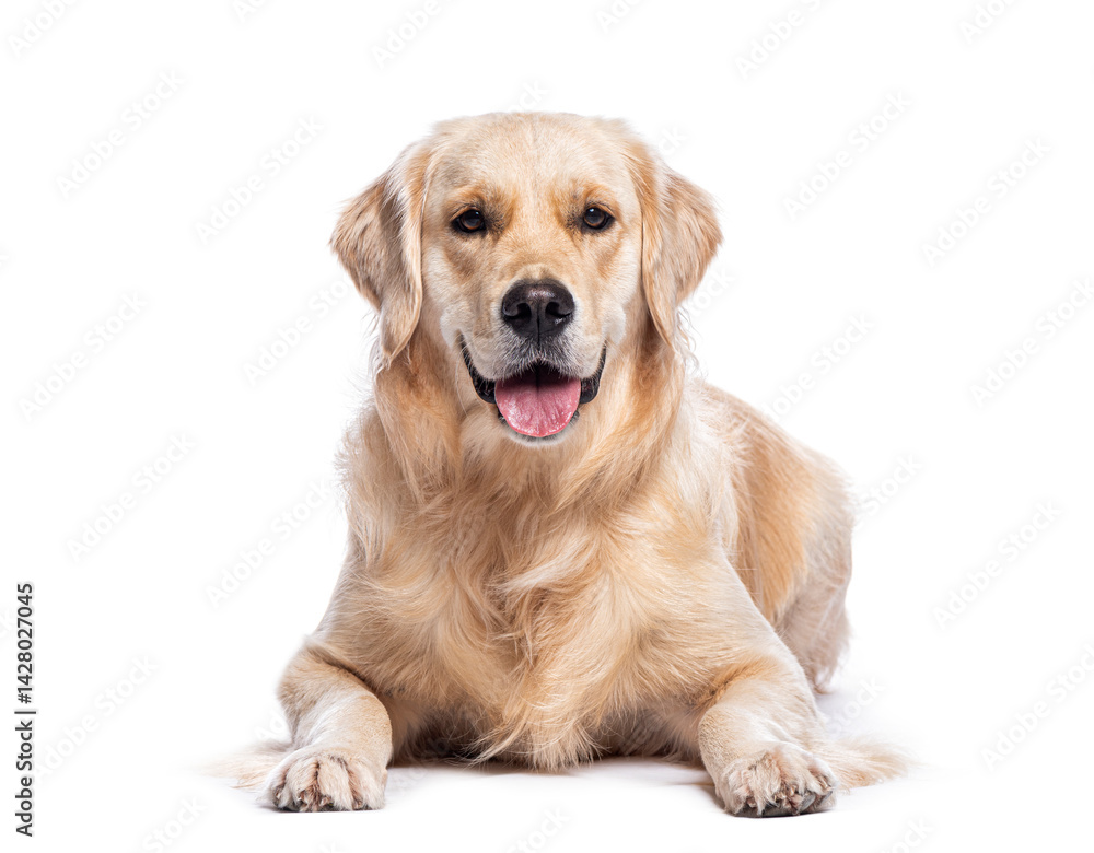 Poster golden retriever lying down and panting on white background