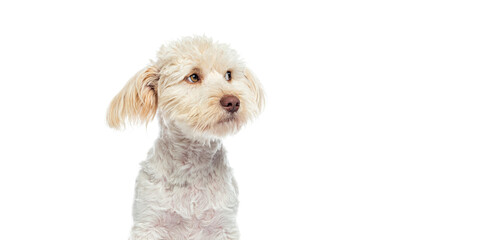 Cute fluffy dog looking up with curious expression on white background