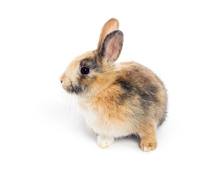 Cute brown and white baby bunny posing on white background