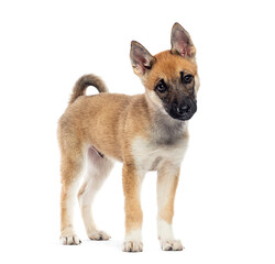 Adorable puppy standing and looking curious on white background