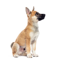 Obraz premium Crossbreed puppy dog sitting and looking up on white background