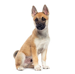 Puppy sitting and looking at camera on white background