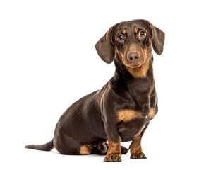 Dachshund dog sitting and looking forward on white background