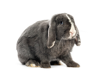 Cute grey mini lop rabbit sitting on white background