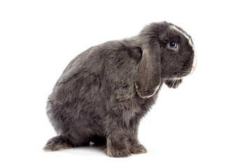 Cute grey mini lop rabbit sitting and looking away on white background