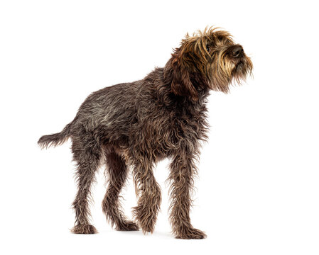 Curious wirehaired pointing griffon walking and looking up