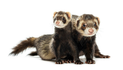 Couple of ferrets sitting together and looking around on white background