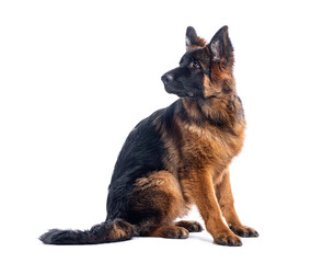 German shepherd puppy sitting and looking up on white background