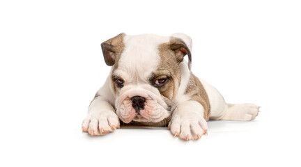 Cute english Bulldog puppy lying down and looking down in front of white background