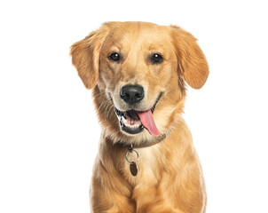 Golden retriever panting and showing tongue