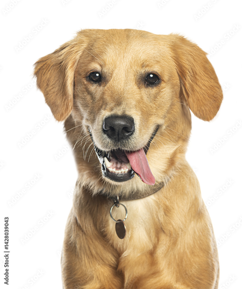Aufkleber golden retriever panting and showing tongue on transparent background