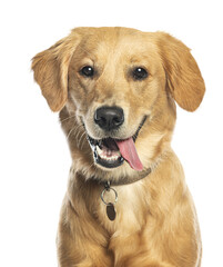 Golden retriever panting and showing tongue on transparent background