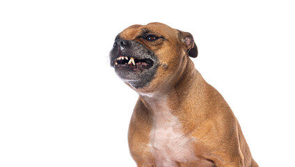 Angry staffordshire bull terrier showing teeth, growling and snarling
