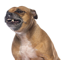 Angry staffordshire bull terrier growling and showing teeth on transparent background
