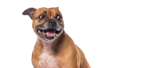 Happy staffordshire bull terrier panting with mouth open and big smile