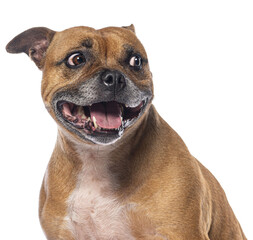 Staffordshire bull terrier smiling with transparent background