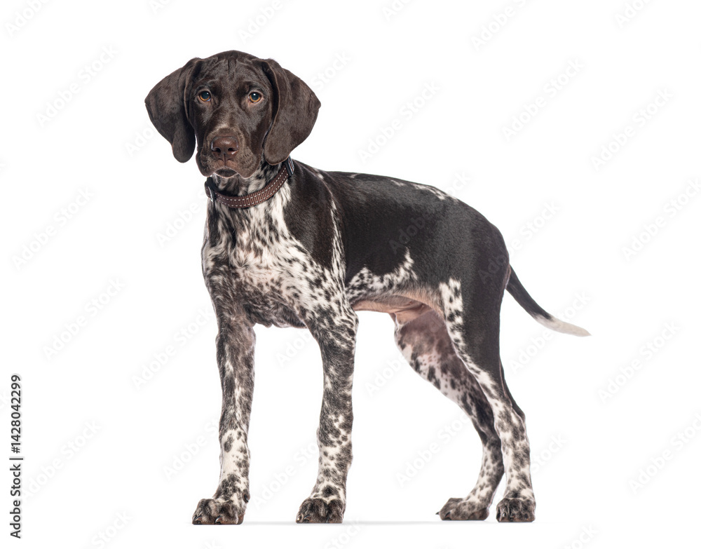 Poster german shorthaired pointer puppy standing on white background