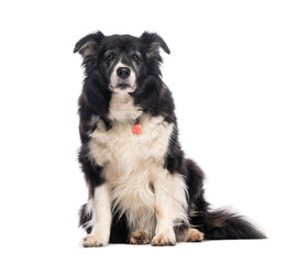 Obraz premium Senior border collie dog sitting and looking at camera on white background
