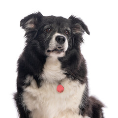 Senior border collie dog wearing red collar tag looking up on white background
