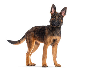 Young belgian shepherd dog standing on white background