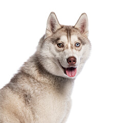 Siberian husky dog panting and looking happy on white background