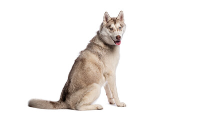 Siberian husky dog sitting and looking backwards on white background