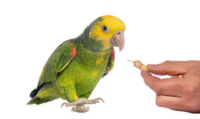 Yellow crowned amazon parrot being offered a peanut © Eric Isselée