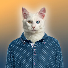 White cat wearing polka dot shirt with heterochromia iridis