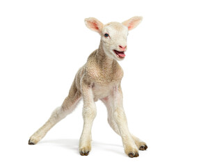 Lamb stretching legs on white background © Eric Isselée
