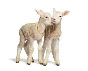 Two adorable lambs showing affection on white background