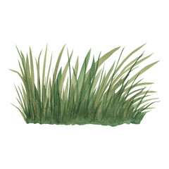 Green grass. Hand drawn watercolor illustration of lush herbs on isolated background. Element of meadow. Botanical drawing of natural plants. Perfect for sticker, greeting cards or invitations.