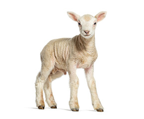 Adorable lamb standing on white background