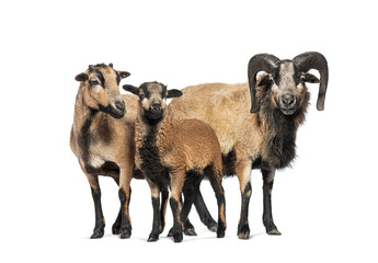 Cameroon sheep family posing on white background