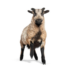 Cute cameroon lamb jumping and playing on white background