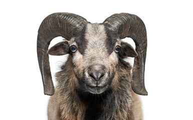Cameroon sheep posing on white background, showing its horns