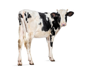 Young black and white calf standing on white background