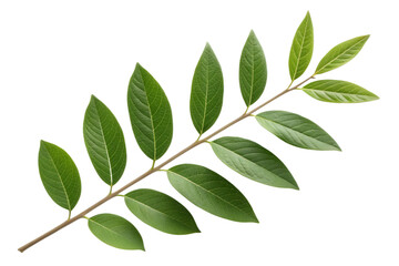 Green leafy branch on white background