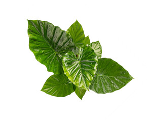 Alocasia polly showing its large, vibrant green leaves on white background