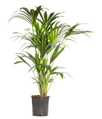 Parlor palm growing in pot isolated on white background