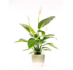 Peace lily plant growing in pot on white background