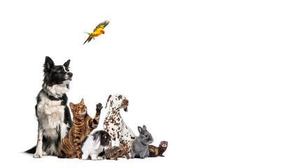 Large group of pets looking up at flying sun conure parrot