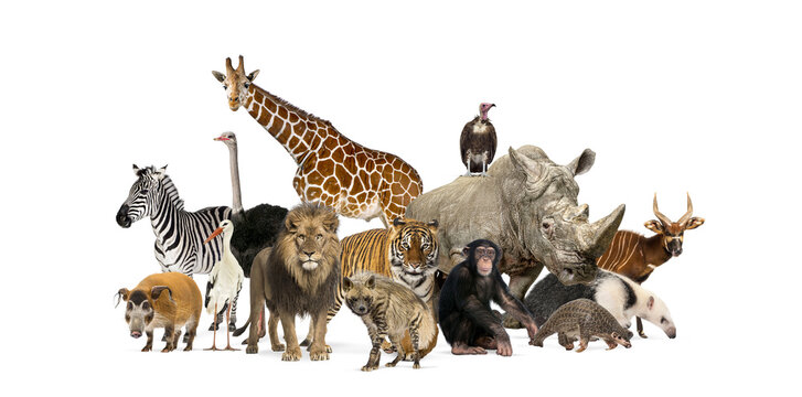 Group of wild zoo animals standing together including lion, tiger, and giraffe