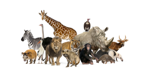Group of wild animals posing together on transparent background