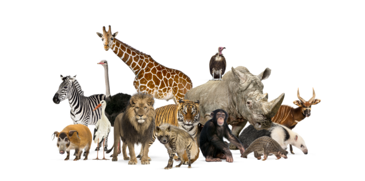 Group of wild animals posing together on transparent background