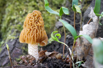 Close-up shot of edible tasty spring mushroom Verpa bohemica