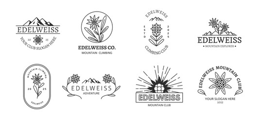 Edelweiss emblems. Botanical design labels, mountain hiking floral symbol, outdoor adventure stickers with wild flowers, decorative logo, minimal contemporary graphic, tidy vector set