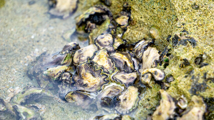 Oysters are attached to coral. Oyster is the common name for several different families of saltwater bivalve molluscs that live in marine or brackish habitats. © Mang Kelin