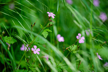 Herbe à robert