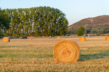 agricultural field with hay bales at golden hour agricultural concept background